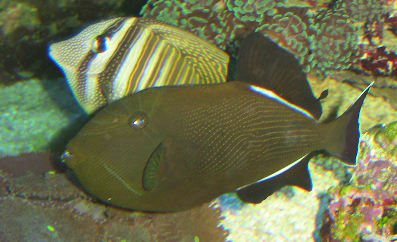 20091214 Fische 2